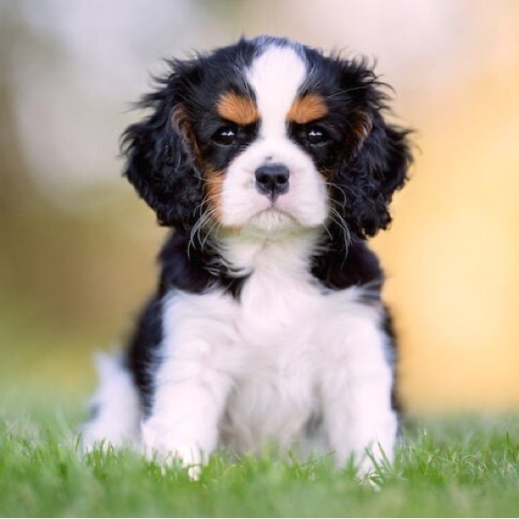 Vintage rare PETRAGEUS DESIGNS EXCLUSIVE hand crafted stone wear 🐶 bowl - Picture 12 of 17